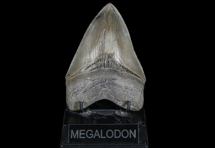 Serrated, Megalodon Tooth - Georgia #69762
